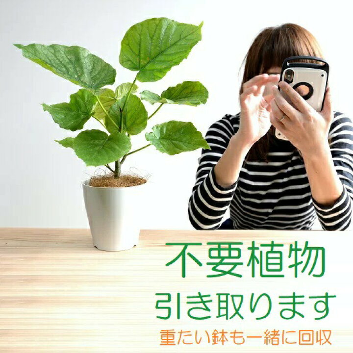 楽天市場】【引取り：XLサイズ】 観葉植物・植物の（引取り）送料込み 