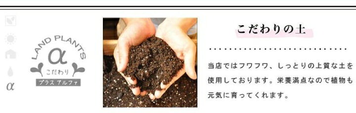 楽天市場 New ネオレゲリア ファイヤーボール 茶色エッグポット植えた アナナス 楽ギフ メッセ 楽ギフ メッセ入力 パイナップル 敬老の日 ポイント消化 観葉植物 ランドプランツ