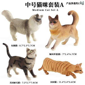   qp V~[V   Zbg q L   Ԃ Fm j̎q ̎q