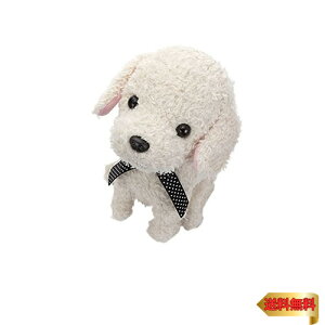 y}\ő46{zZKgCY(SEGA TOYS) RR  N[