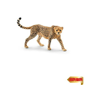 VCq ChCt `[^ (X) tBMA 14746