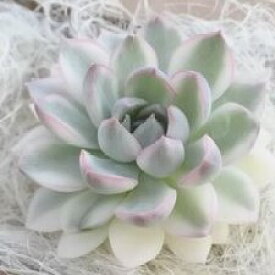 楽天市場 多肉植物 エケベリア メビナ錦 韓国苗 抜き苗 カット苗 約5cm 観葉植物 インテリア レイテストプランツ