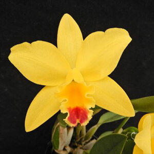 �m�����y�J�Ԍ������z�~�j�J�g���A �v�����Z�X �^�J�}�h Princess Takamado 9cm�|�b�g �m���� �m�� �C���e���A tak