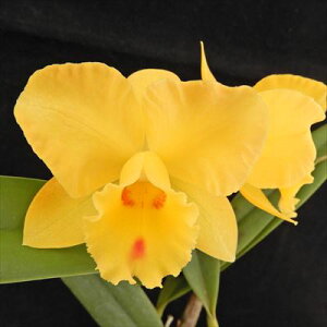 myJԌz~jJgA t[ Xsbg Free Spirit 9cm|bg m m CeA tak