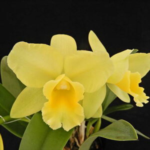 myJԌz~jJgA AS[h fLi[f Memorial Gold fCanaryf 9cm|bg m m CeA tak