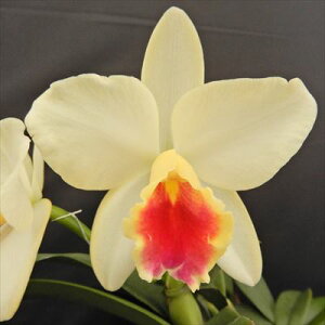 myJԌz~jJgA tFA[h fn_f Fairy Land fHaradaf 9cm|bg m m CeA tak