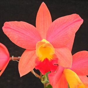 �m�����y�J�Ԍ������z�~�j�J�g���A �����O ���C�t �L�� �f�s���N�p�[���f Long life Kira �fPink Pearl �f 9cm�|�b�g �m���� �m�� �C���e���A tak