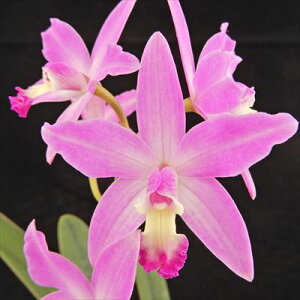 �m�����y�J�Ԍ������z�~�j�J�g���A �X�^�[ �s���N �A�U�u Star Pink �hAzabu�h 9cm�|�b�g �m���� �m�� �C���e���A tak