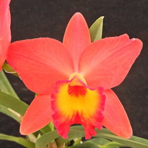 myJԌz~jJgA utH[g icR f`^f Lovefort Natsuko fChitaf 9cm|bg m m CeA tak