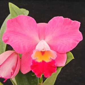 myJԌz~jJgA r[eBt Tf[ fWs^[f Beatiful Sunday fJupiterf 9cm|bg m m CeA tak