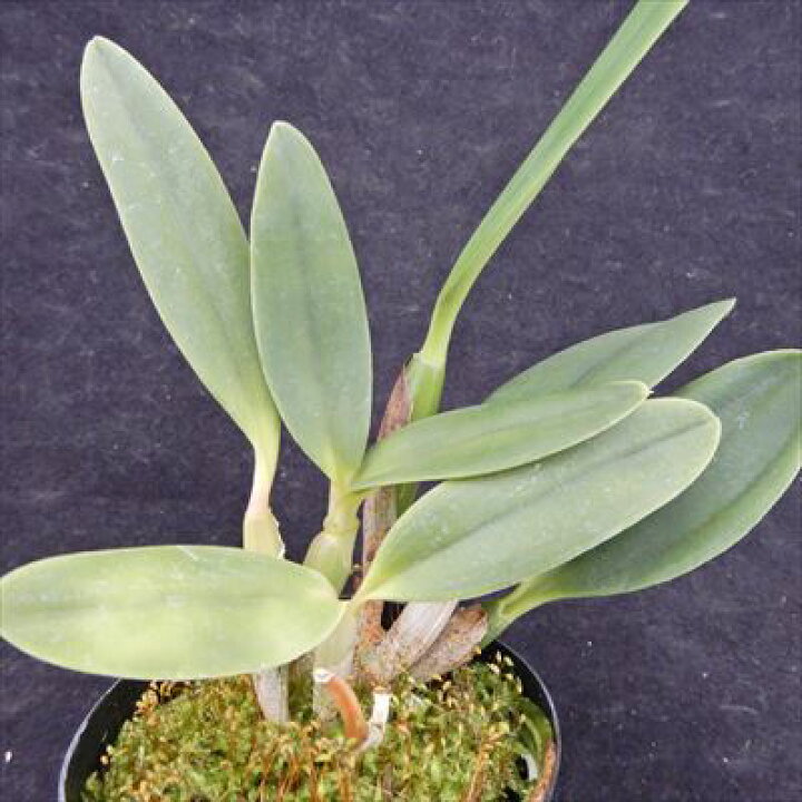 楽天市場 洋ラン 開花見込株 ミニカトレア ドリームキャッチャー ミチコ 9cmポット 洋ラン 洋蘭 インテリア Tak レイテストプランツ 楽天市場 洋ラン 開花見込株 ミニカトレア ドリームキャッチャー ミチコ 9cmポット 洋ラン 洋蘭 インテリア Tak レイテストプランツ