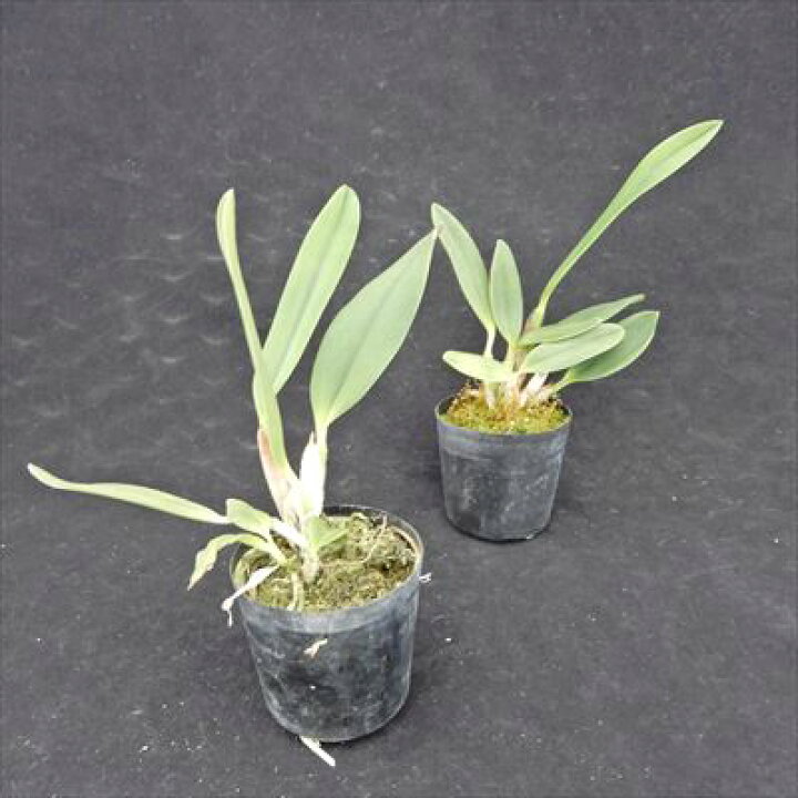 楽天市場 洋ラン 開花見込株 ミニカトレア ドリームキャッチャー ミチコ 9cmポット 洋ラン 洋蘭 インテリア Tak レイテストプランツ 楽天市場 洋ラン 開花見込株 ミニカトレア ドリームキャッチャー ミチコ 9cmポット 洋ラン 洋蘭 インテリア Tak レイテストプランツ