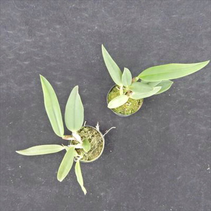 楽天市場 洋ラン 開花見込株 ミニカトレア ドリームキャッチャー ミチコ 9cmポット 洋ラン 洋蘭 インテリア Tak レイテストプランツ 楽天市場 洋ラン 開花見込株 ミニカトレア ドリームキャッチャー ミチコ 9cmポット 洋ラン 洋蘭 インテリア Tak レイテストプランツ