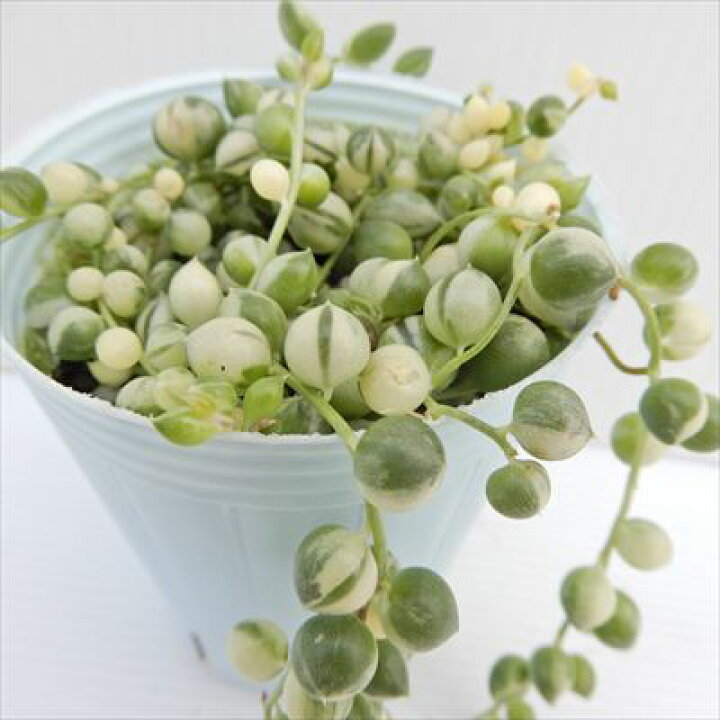 楽天市場 多肉植物 斑入りのグリーンネックレス 7 5cmポット 観葉植物 インテリア レイテストプランツ