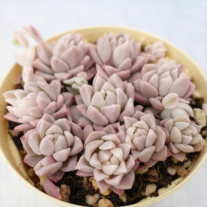楽天市場】多肉植物 エケベリア プロリフィカ錦 6cmポット 観葉植物 