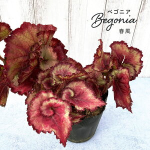 ベゴニア 鉢 生花の人気商品 通販 価格比較 価格 Com ベゴニア 鉢 生花の人気商品 通販 価格比較 価格 Com