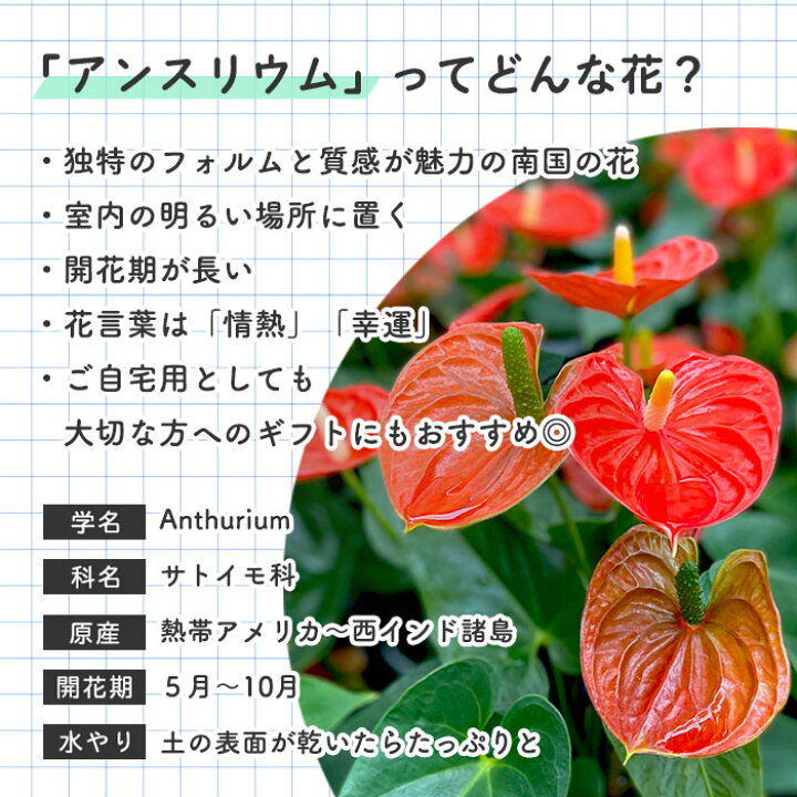楽天市場 予約販売 送料無料 アンスリウム カスパロ 6号鉢 観葉植物 鉢植え インテリア 3月下旬以降発送 レイテストプランツ