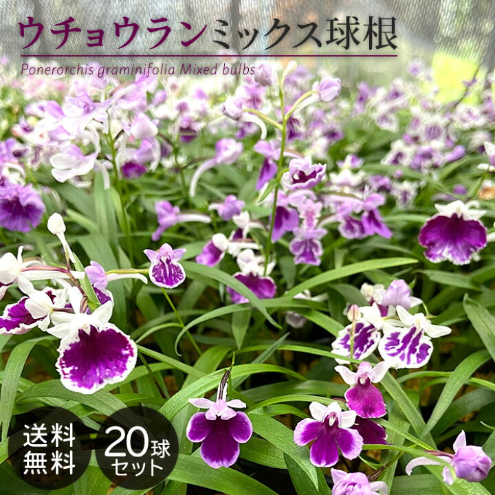 楽天市場 予約販売 送料無料 ウチョウラン ミックス球根 山野草 球 福袋 羽蝶蘭 うちょうらん Bio 2月下旬以降発送 レイテストプランツ