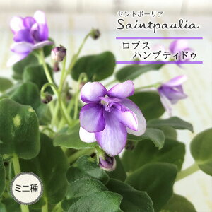 �y�\��̔��z �Z���g�|�[���A ���u�X �n���v�e�B�h�D 3���� �g���C���� ���� �C���e���A�O���[�� ogr 6�����{�ȍ~����