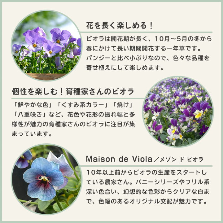 楽天市場 ビオラ 水の精霊 10 5cmポット 花苗 ガーデニング メゾンド ビオラ レイテストプランツ