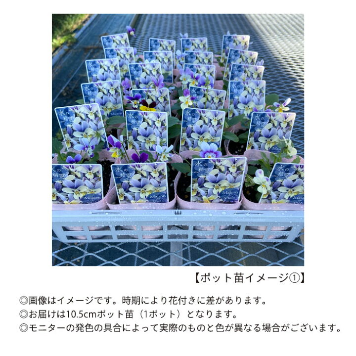 楽天市場 ビオラ 水の精霊 10 5cmポット 花苗 ガーデニング メゾンド ビオラ レイテストプランツ