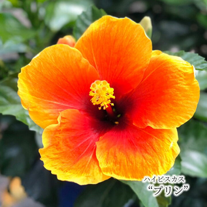 楽天市場 予約販売 ハイビスカス プリン 5号 鉢植え Ogc 5月中旬以降発送 レイテストプランツ 楽天市場 予約販売 ハイビスカス プリン 5号 鉢植え Ogc 5月中旬以降発送 レイテストプランツ