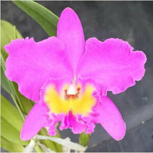 myJԌzJgA sNGvX W[Z Pink Empress Ju-sen 5 m m CeA koj