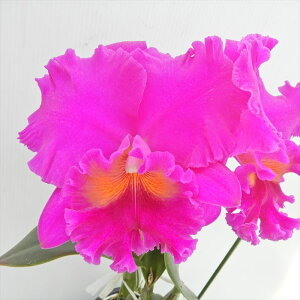 myJԌzJgA JuL fChiCgf Ric.Kabuki fWild Nightf 5 m m CeA koj