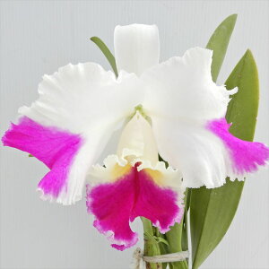 myJԌzJgA A hN^[ y ffB[vf C.Memoria Doctor Peng fDeepf 5 m m CeA koj