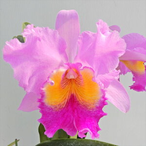 洋ラン【開花見込株】カトレア アイリン ホルギン ’ホギー’ C.Irene Holguin ’Hoagy’ 5号鉢 洋ラン 洋蘭 インテリア koj