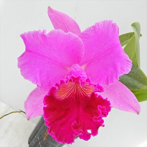 myJԌzJgA A~[ JXM f}iVf Blc.Amy Wakasugi fYamanasif 5 m m CeA koj