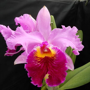 myJԌzJgA hV[ tB[l XvOtB[o[ C.Dorothy Fiene fSpring Feverf 5`6 m m CeA hni