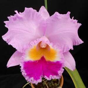 myJԌzJgA JV^X XvO J[seA C.Casitas Spring fCarpinteriaf HCC/AOS 5`6 m m CeA hni