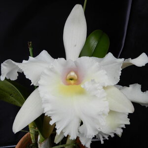 洋ラン【開花見込株】カトレア バーモンツ グリーン マウンテンズ トウメイ Rlc.Vermonts Green Mountains ’Tomei’ 6号鉢 洋ラン 洋蘭 インテリア hni