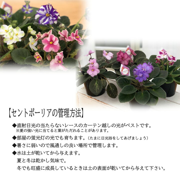 楽天市場 予約販売 セントポーリア シャルロッテ 9cmポット 八重咲き オプティマラ種 鉢花 インテリアグリーン Skf 3月下旬以降発送 レイテストプランツ