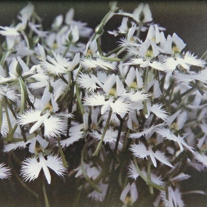 楽天市場 山野草 斑入りサギソウ 鷺草 銀河 4号鉢 野生蘭 観葉植物 インテリア レイテストプランツ 楽天市場 山野草 斑入りサギソウ 鷺草 銀河 4号鉢 野生蘭 観葉植物 インテリア レイテストプランツ