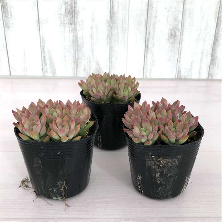楽天市場 多肉植物 セダム リトルビューティー 7 5cmポット 観葉植物 インテリア Tut レイテストプランツ