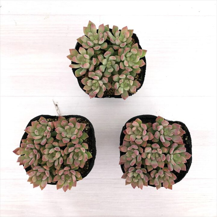 楽天市場 多肉植物 セダム リトルビューティー 7 5cmポット 観葉植物 インテリア Tut レイテストプランツ