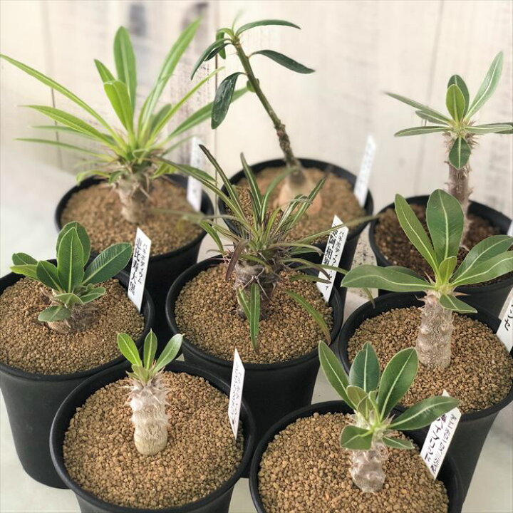 楽天市場】多肉植物 パキポディウム 実生 おまかせ3個セット 