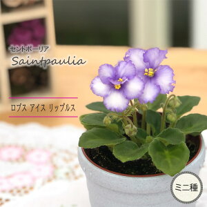 �y�\��̔��z �Z���g�|�[���A ���u�X�A�C�X���b�v���X 3���� �~�j�� ���� �C���e���A�O���[�� ogr 6�����{�ȍ~����