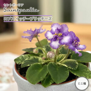 �y�\��̔��z �Z���g�|�[���A ���u�X�C�b�`�[�u���b�`�[�Y 3���� �~�j�� ���� �C���e���A�O���[�� ogr 6�����{�ȍ~����
