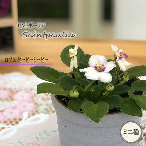 �y�\��̔��z �Z���g�|�[���A ���u�X�q�[�r�[�W�[�r�[ 3���� �~�j�� ���� �C���e���A�O���[�� ogr 6�����{�ȍ~����