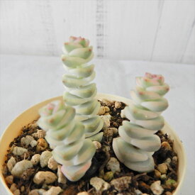 楽天市場 多肉植物 クラッスラ 種類 植物 サボテン の通販 楽天市場 多肉植物 クラッスラ 種類 植物 サボテン の通販