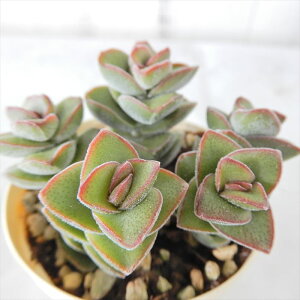 多肉植物 クラッスラの通販 価格比較 価格 Com