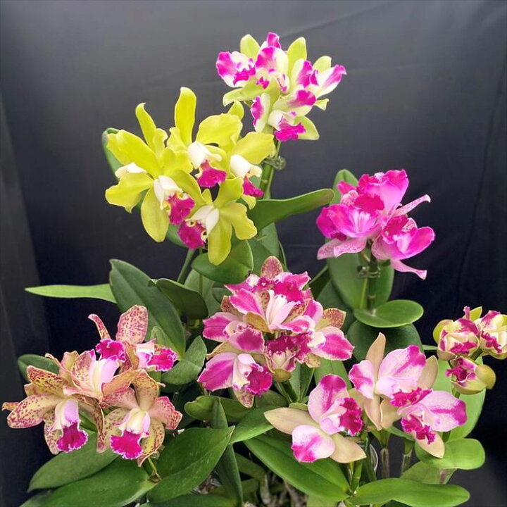 楽天市場 洋ラン 開花見込株 カトレア ミカワレインボー 実生 Rlc Mikawa Rainbow 10 5cmポット 洋ラン 洋蘭 インテリア Mat レイテストプランツ