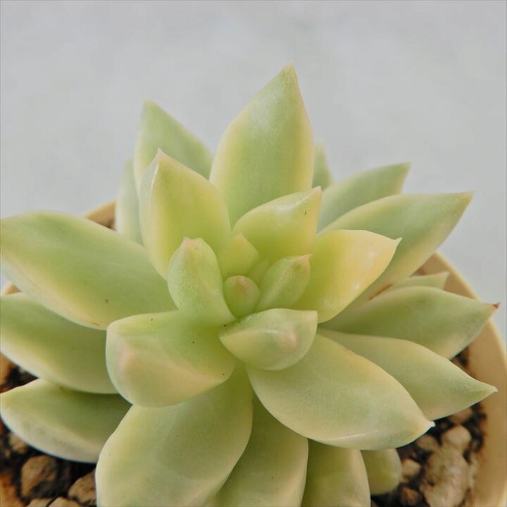 楽天市場 多肉植物 セダム オウレイ錦 6cmポット 観葉植物 インテリア Ejr レイテストプランツ 楽天市場 多肉植物 セダム オウレイ錦 6cmポット 観葉植物 インテリア Ejr レイテストプランツ