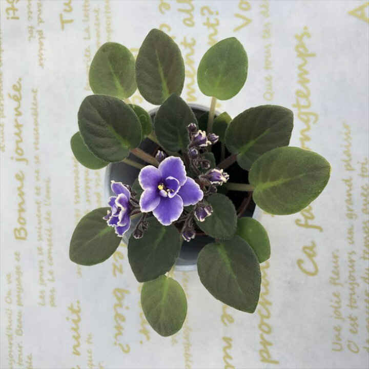 楽天市場 予約販売 セントポーリア フロステッドデニム 3号鉢 ミニ種 鉢花 インテリアグリーン Ogr 11月中旬以降発送 レイテストプランツ