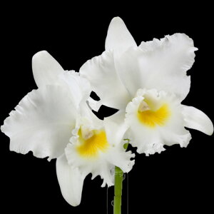 生花 カトレアの人気商品 通販 価格比較 価格 Com