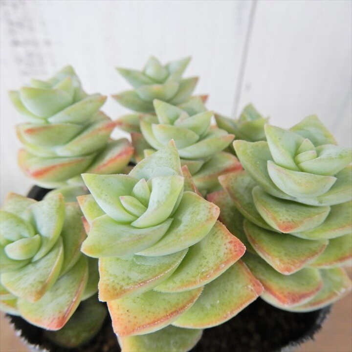 楽天市場 多肉植物 クラッスラ 星の王子 7 5cmポット 観葉植物 インテリア Tut レイテストプランツ 楽天市場 多肉植物 クラッスラ 星の王子 7 5cmポット 観葉植物 インテリア Tut レイテストプランツ