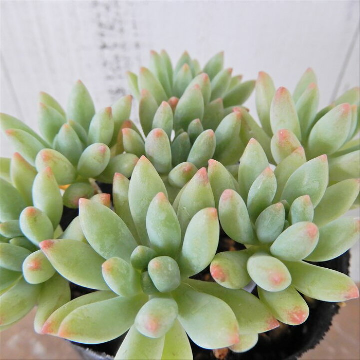 楽天市場】多肉植物 セデベリア スノージェイド 7.5cmポット 観葉植物 